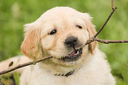 Ferienhäuser für Urlaub mit Hund in Volterra