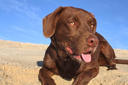 Ferienhäuser für Urlaub mit Hund an der Etruskischen Küste